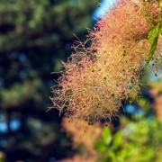 Perukowiec (Cotinus coggygria)