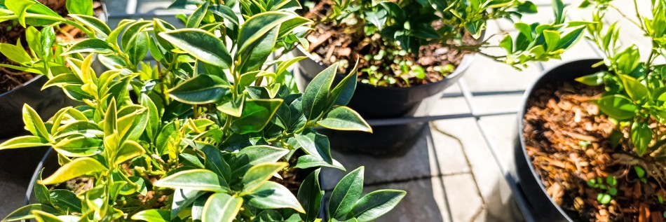 Sarkokokka (Sarcococca)