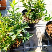 Sarkokokka (Sarcococca)