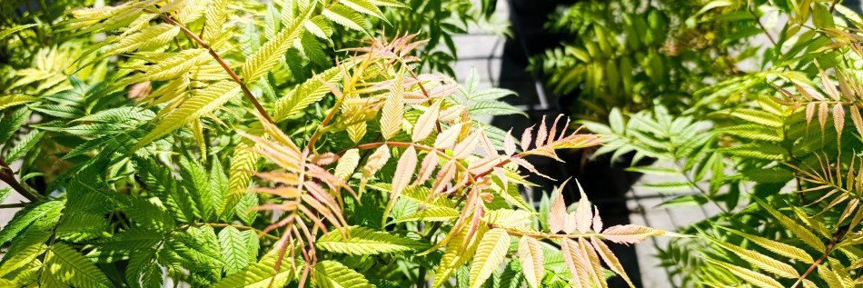 Tawlina jarzębolistna (Sorbaria sorbifolia)