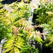 Tawlina jarzębolistna (Sorbaria sorbifolia)