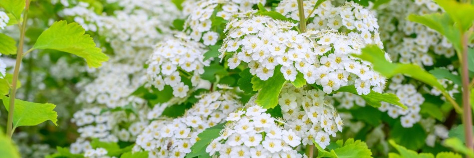 Tawuła brzozolistna (Spiraea betulifolia)