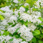 Tawuła brzozolistna (Spiraea betulifolia)