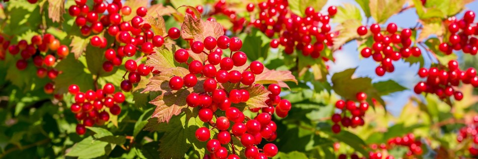 Kalina koralowa (Viburnum opulus)