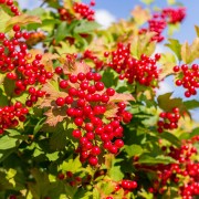 Kalina koralowa (Viburnum opulus)