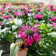 Pysznogłówka (Monarda)