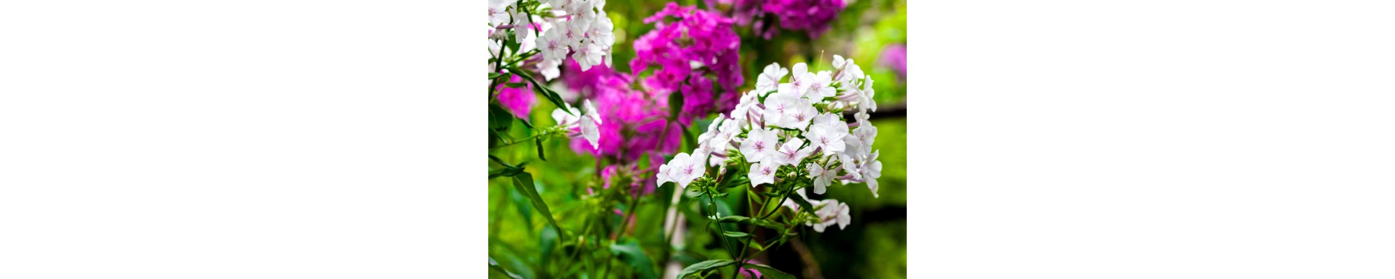Floks (Phlox)