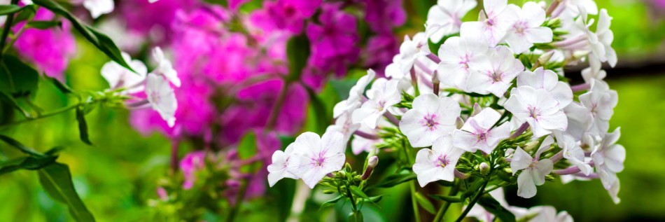 Floks wiechowaty (Phlox paniculata)