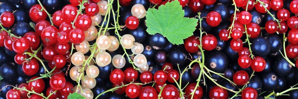Porzeczka (Ribes)