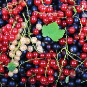 Porzeczka (Ribes)
