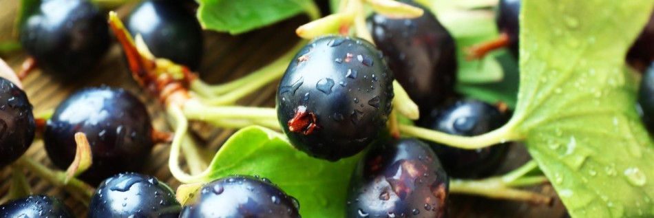 Porzeczka czarna (Ribes nigra)