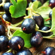 Porzeczka czarna (Ribes nigra)