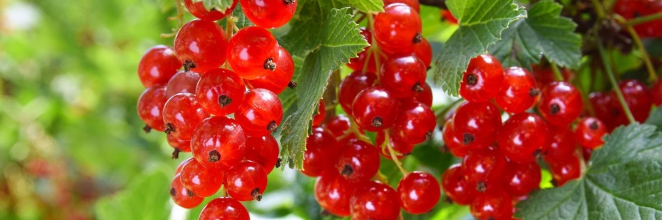 Porzeczka czerwona (Ribes rubrum)