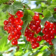 Porzeczka czerwona (Ribes rubrum)