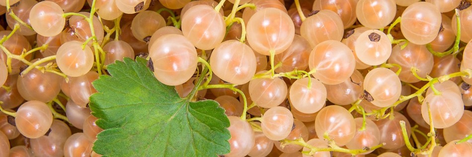 Porzeczka biała (Ribes niveum)