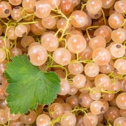Porzeczka biała (Ribes niveum)