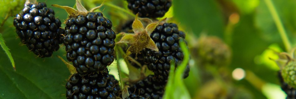 Jeżyna bezkolcowa (Rubus fruticosus)