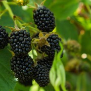 Jeżyna bezkolcowa (Rubus fruticosus)