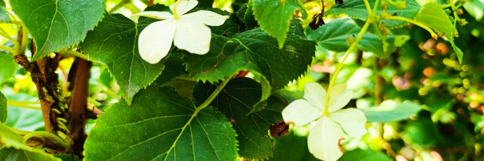 Hortensja pnąca (Hydrangea petiolaris)