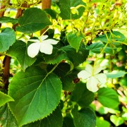 Hortensja pnąca (Hydrangea petiolaris)
