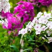 Floks wiechowaty (Phlox paniculata)