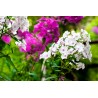 Floks (Phlox)
