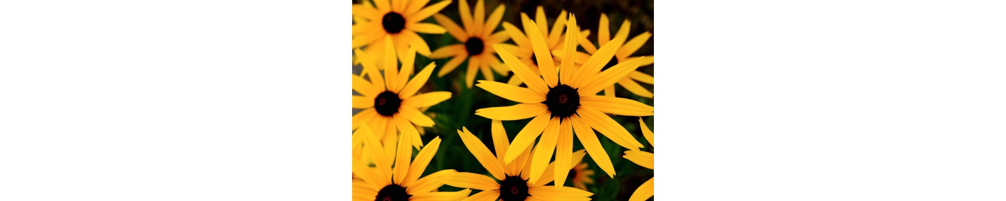Rudbekia (Rudbeckia)