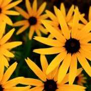 Rudbekia (Rudbeckia)