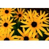 Rudbekia (Rudbeckia)