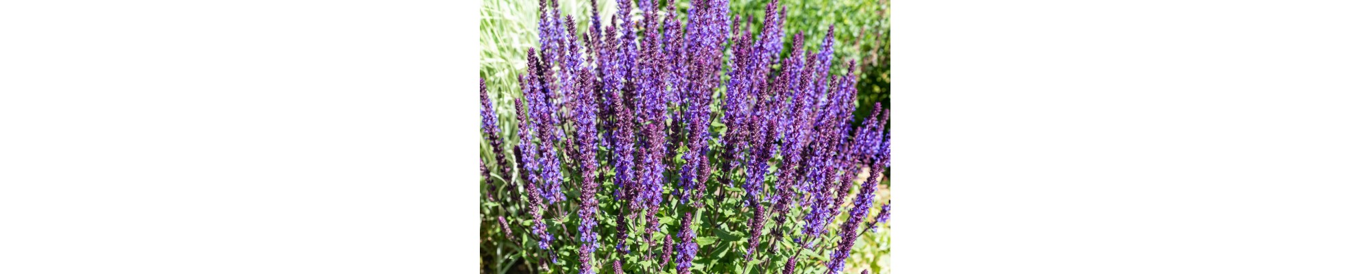 Szałwia omszona (Salvia nemorosa)