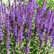 Szałwia omszona (Salvia nemorosa)