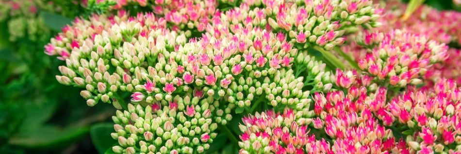 Rozchodnik okazały (Sedum spectabile)