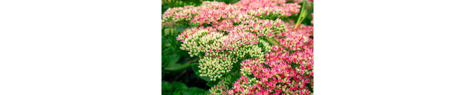 Rozchodnik (Sedum)
