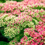 Rozchodnik okazały (Sedum spectabile)