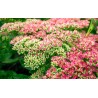 Rozchodnik (Sedum)