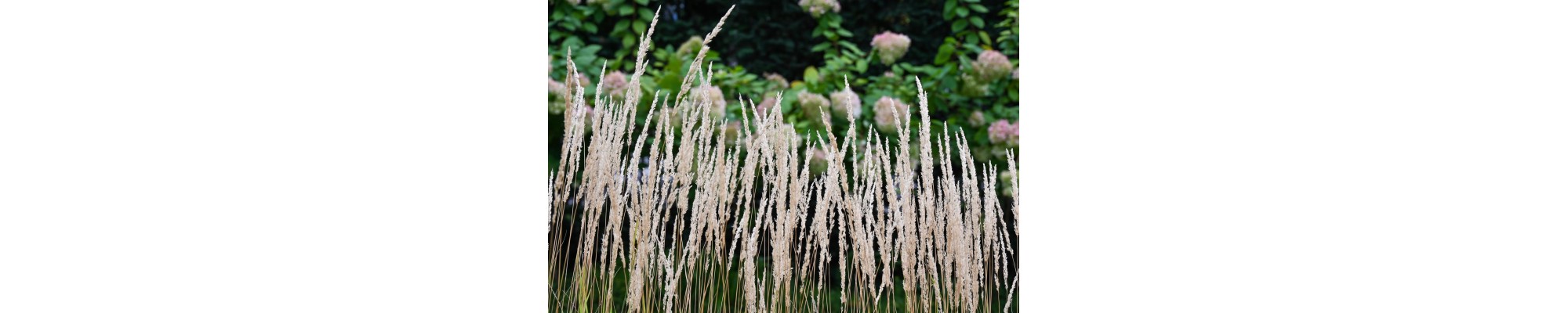 Trzcinnik ostrokwiatowy (Calamagrostis ×acutiflora)