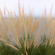 Trzcinnik ostrokwiatowy (Calamagrostis ×acutiflora)