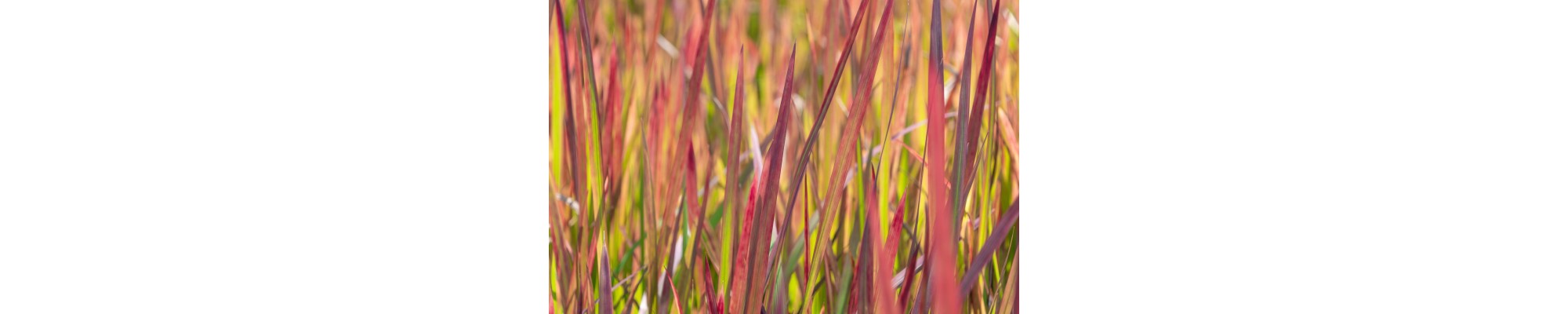 Trawa red baron (Imperata cylindrica)