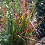 Trawa red baron (Imperata cylindrica)