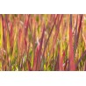 Trawa red baron (Imperata cylindrica)