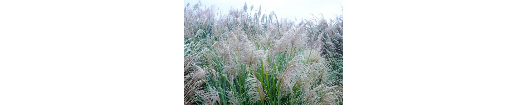Miskant (Miscanthus)