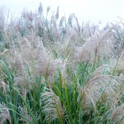 Miskant (Miscanthus)