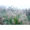 Miskant (Miscanthus)