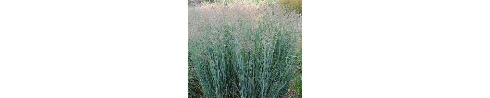 Proso rózgowate (Panicum virgatum)