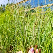 Proso rózgowate (Panicum virgatum)