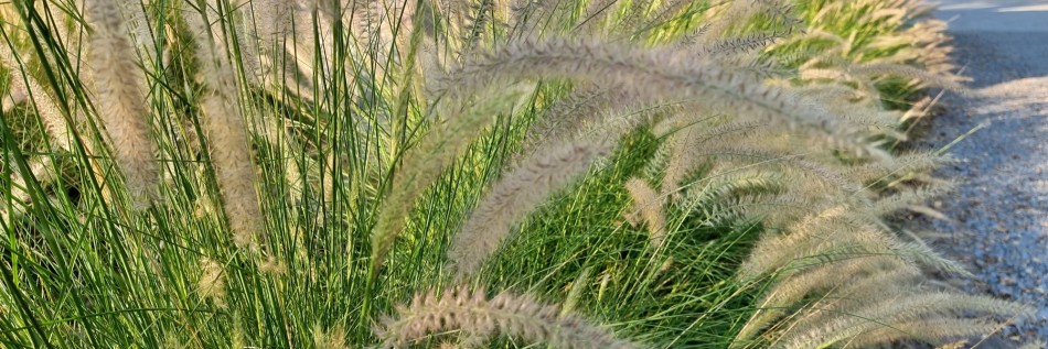 Rozplenica japońska (Pennisetum alopecuroides)
