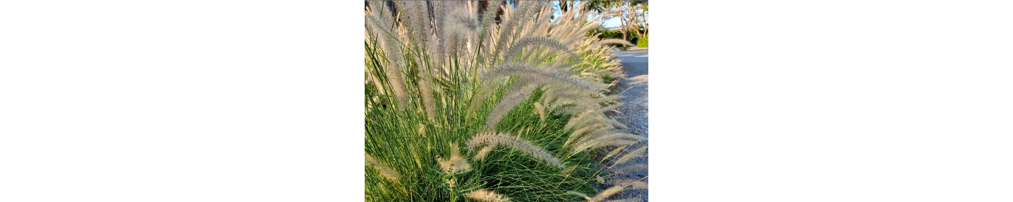 Rozplenica (Pennisetum)