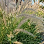 Rozplenica japońska (Pennisetum alopecuroides)