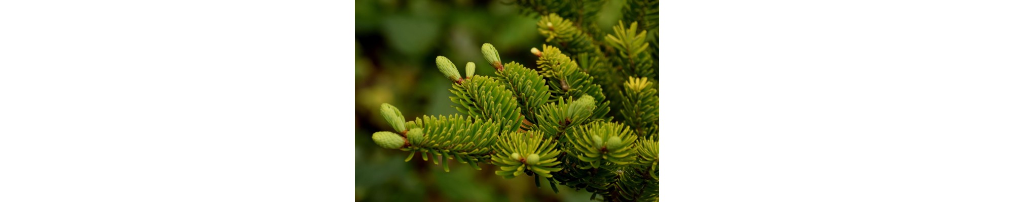 Jodła (Abies)