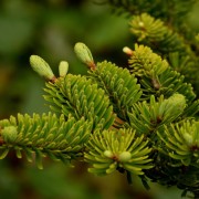 Jodła (Abies)